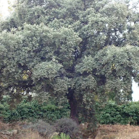 Encina Centenaria 2* 莫纳奇尔