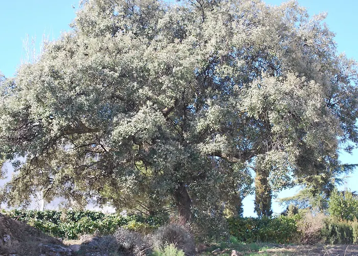 Encina Centenaria מלון מונאצ'יל
